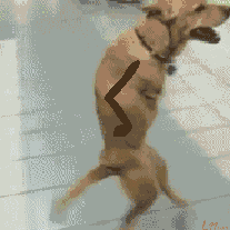 人类如果没有狗狗做朋友，世界将会怎么样？-6.gif