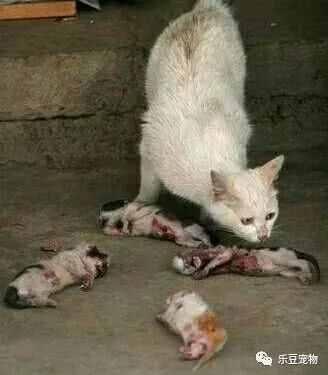 流浪猫外出觅食，回来时四个孩子全被摔死，猫妈妈仰天长啸……-2.jpeg