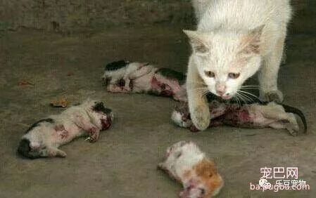流浪猫外出觅食，回来时四个孩子全被摔死，猫妈妈仰天长啸……-1.jpeg