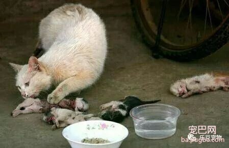 流浪猫外出觅食，回来时四个孩子全被摔死，猫妈妈仰天长啸……-3.jpeg