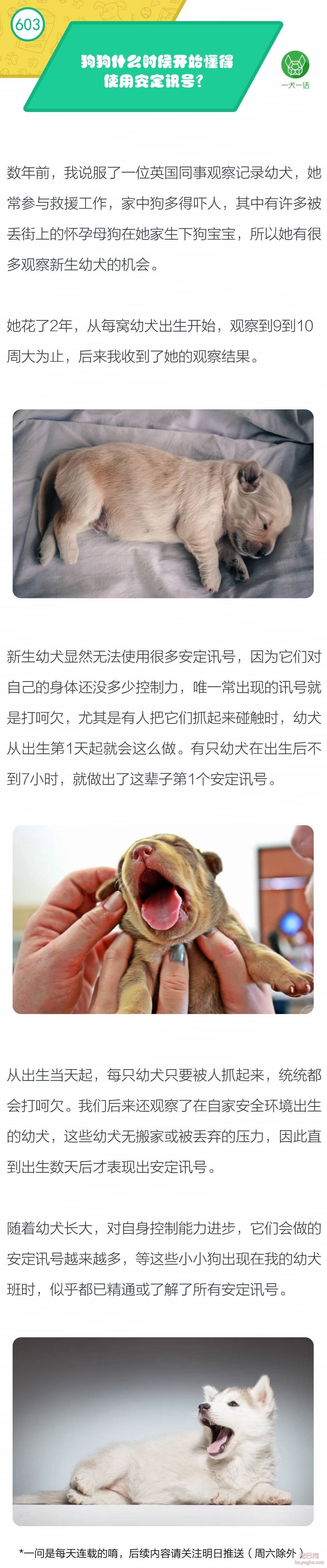 狗狗何时开始使用安定讯号？-1.jpeg