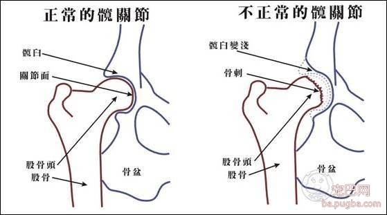每5条中年犬就有1条患有关节炎，怕了吗？-3.jpeg