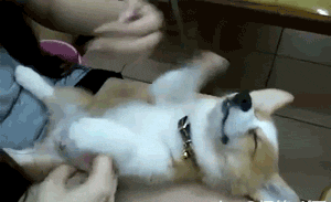 养狗，也一定要“门当户对”吗？-1.gif