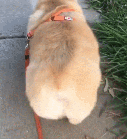 柯基的腿到底有多短？短到差不多忽略不计吧……-1.gif