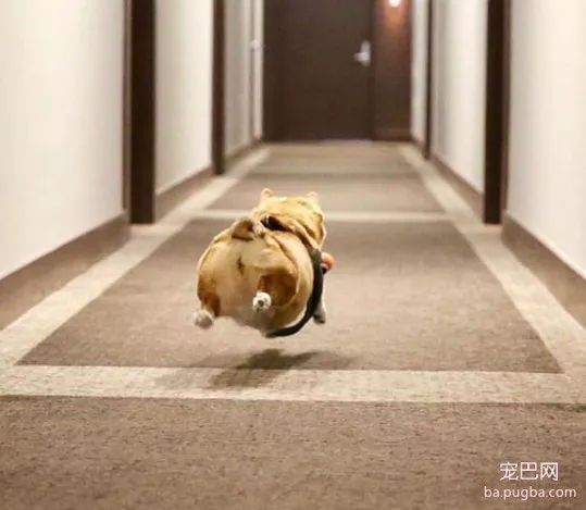 柯基的腿到底有多短？短到差不多忽略不计吧……-8.jpg