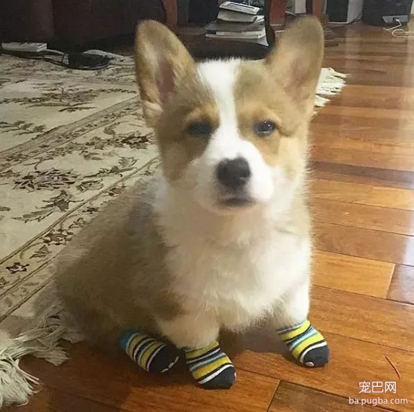 柯基的腿到底有多短？短到差不多忽略不计吧……-4.jpg