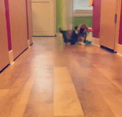 柯基的腿到底有多短？短到差不多忽略不计吧……-11.gif