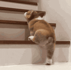 柯基的腿到底有多短？短到差不多忽略不计吧……-13.gif
