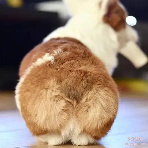 柯基的腿到底有多短？短到差不多忽略不计吧……-10.jpg