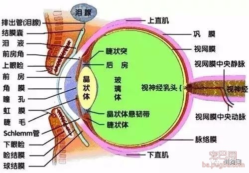 狗狗各项生理结构图谱大全-3.jpeg