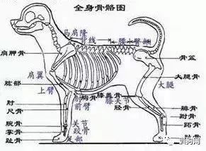 狗狗各项生理结构图谱大全-1.jpeg