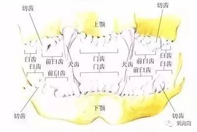 狗狗各项生理结构图谱大全-5.jpeg