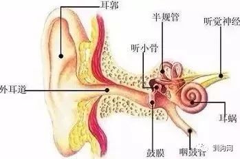 狗狗各项生理结构图谱大全-4.jpeg