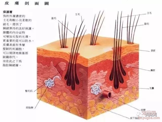 狗狗各项生理结构图谱大全-2.jpeg