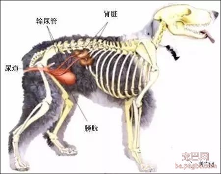 狗狗各项生理结构图谱大全-8.jpeg