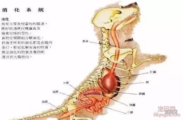 狗狗各项生理结构图谱大全-6.jpeg