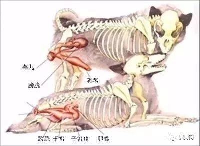狗狗各项生理结构图谱大全-7.jpeg