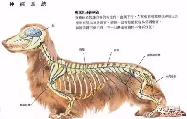 狗狗各项生理结构图谱大全-9.jpeg
