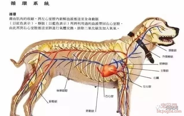 狗狗各项生理结构图谱大全-10.jpeg