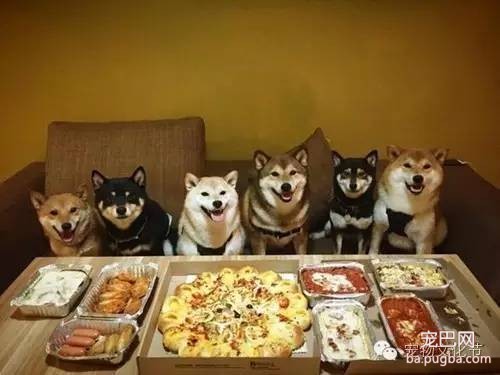 狗狗皮肤病你知道多少？-5.jpeg
