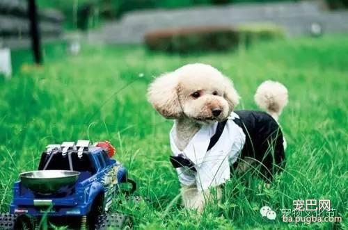 狗狗皮肤病你知道多少？-2.jpeg