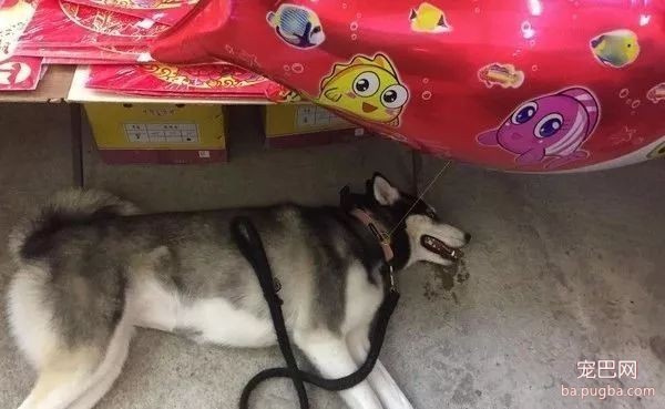 生活在热带国家的二哈...这可能是条废哈了，心疼！-7.jpeg