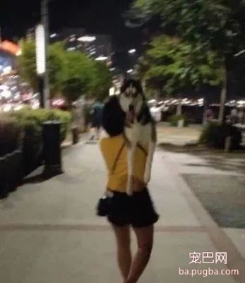 生活在热带国家的二哈...这可能是条废哈了，心疼！-10.jpeg