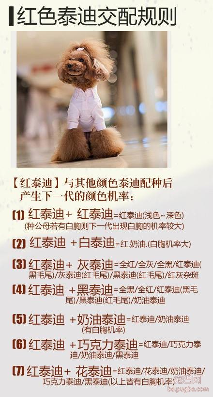 泰迪交配会生出什么颜色的宝宝？看了你就明白了-1.jpeg