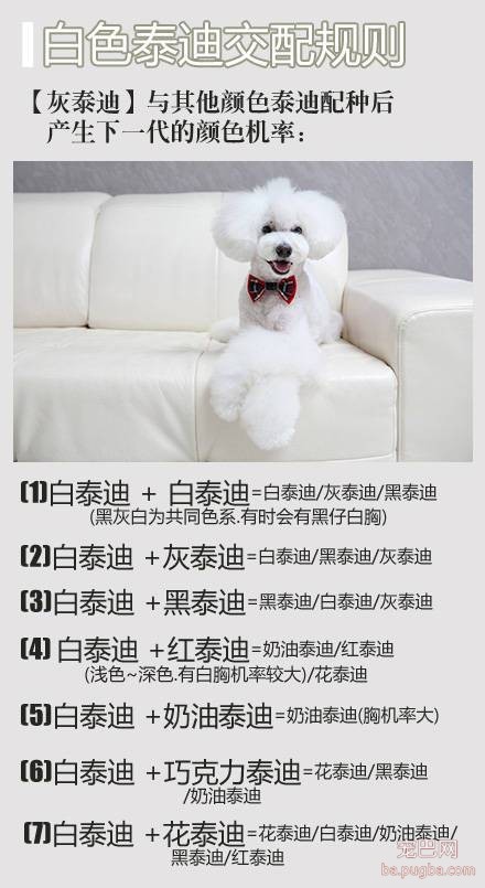 泰迪交配会生出什么颜色的宝宝？看了你就明白了-4.jpeg