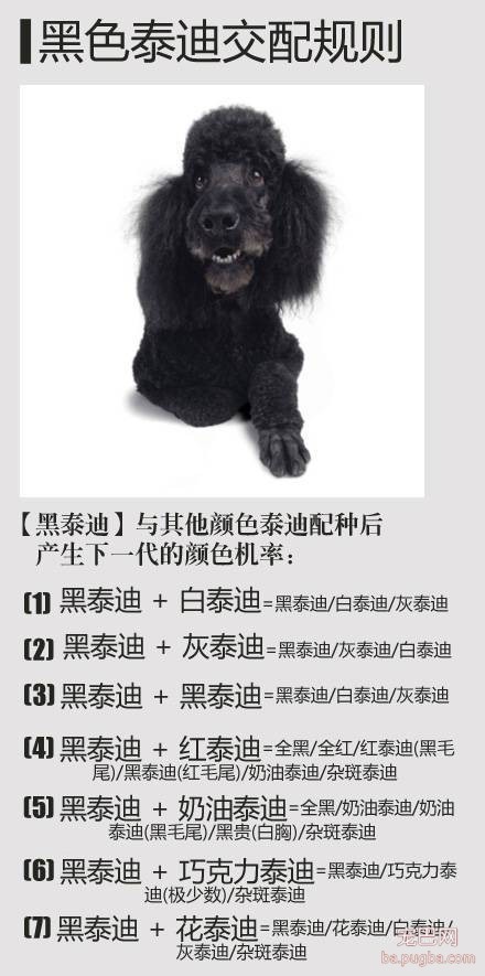 泰迪交配会生出什么颜色的宝宝？看了你就明白了-2.jpeg