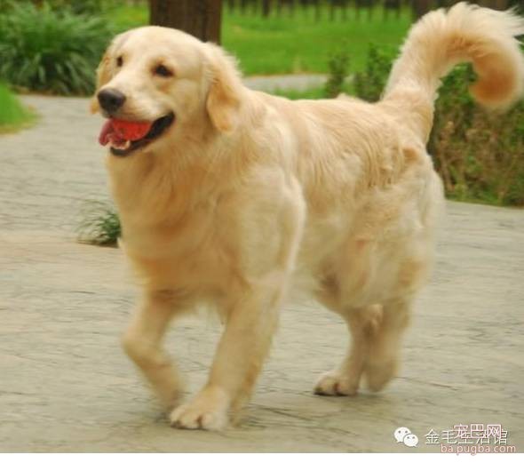 影响金毛犬毛发好坏的因素-3.jpeg