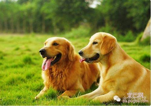 影响金毛犬毛发好坏的因素-2.jpeg