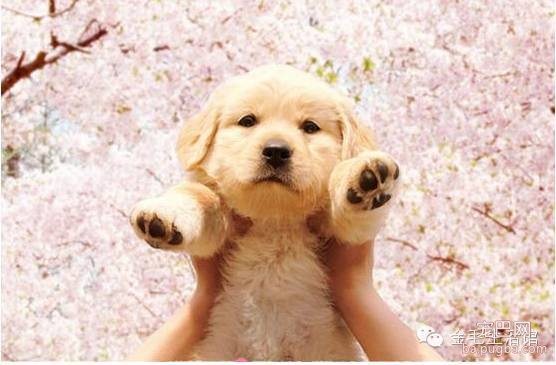 影响金毛犬毛发好坏的因素-1.jpeg