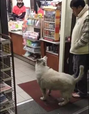 二哈又出幺蛾子了，这次是逼迫路人给自己买热狗-1.jpg