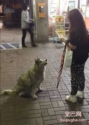 二哈又出幺蛾子了，这次是逼迫路人给自己买热狗-3.jpg