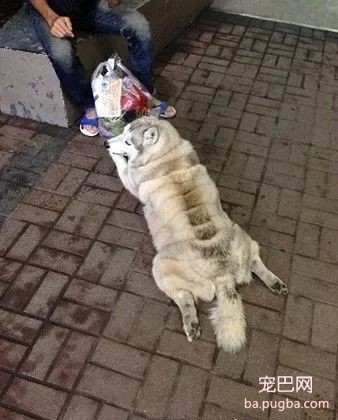 二哈又出幺蛾子了，这次是逼迫路人给自己买热狗-2.jpg