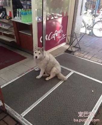 二哈又出幺蛾子了，这次是逼迫路人给自己买热狗-5.jpg