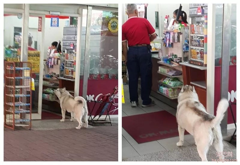 二哈又出幺蛾子了，这次是逼迫路人给自己买热狗-4.jpg