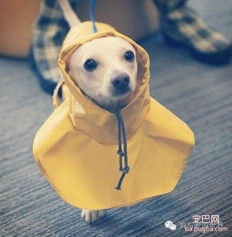 如果它在你的屋檐下躲雨，请不要驱赶...-1.jpeg