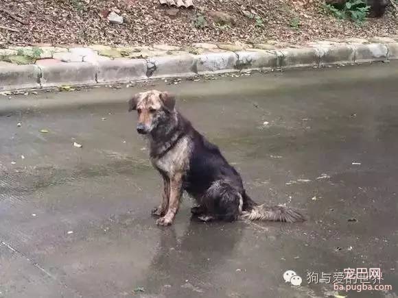 如果它在你的屋檐下躲雨，请不要驱赶...-5.jpeg