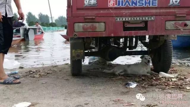 如果它在你的屋檐下躲雨，请不要驱赶...-2.jpeg