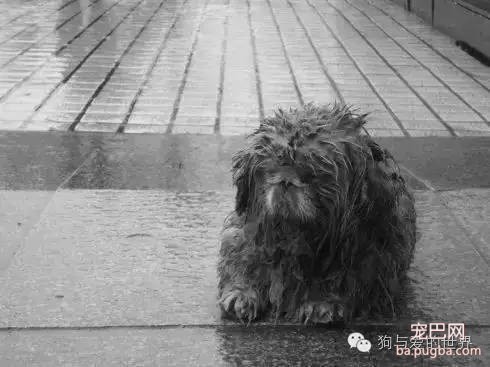 如果它在你的屋檐下躲雨，请不要驱赶...-10.jpeg