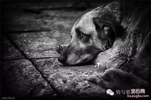 如果它在你的屋檐下躲雨，请不要驱赶...-12.jpeg