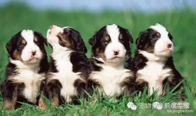 别把驱虫不当回事——体内篇-1.jpeg