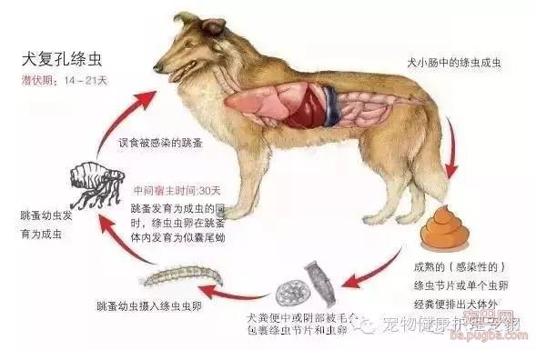 别把驱虫不当回事——体内篇-3.jpeg
