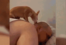 狗狗叫主人起床的这N种最佳款式，你中了几枪？-1.gif