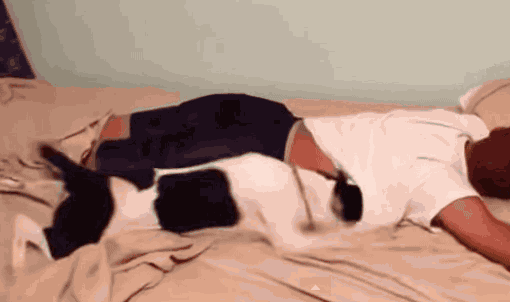 狗狗叫主人起床的这N种最佳款式，你中了几枪？-4.gif