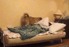 狗狗叫主人起床的这N种最佳款式，你中了几枪？-5.gif