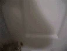 狗狗叫主人起床的这N种最佳款式，你中了几枪？-3.gif