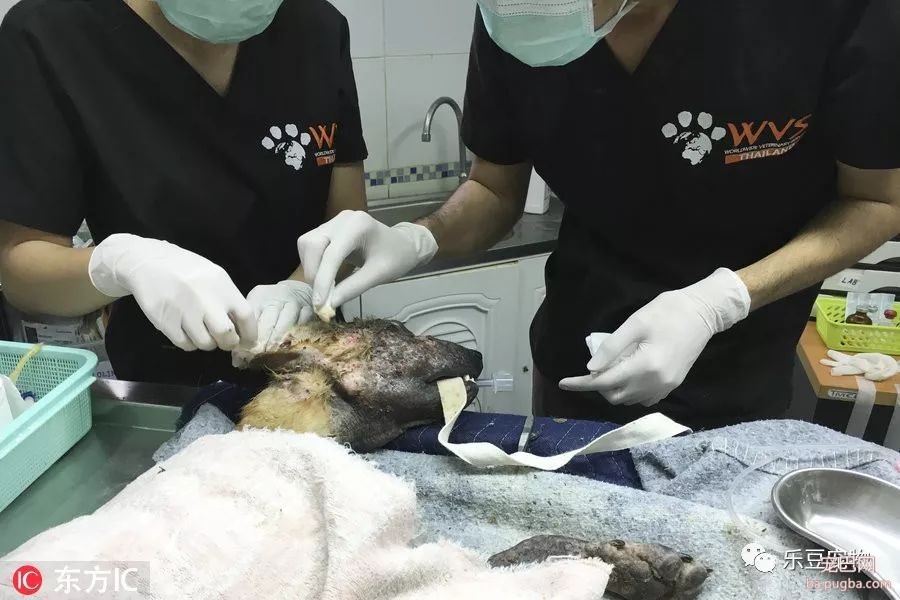 流浪狗被人打的血肉模糊，被救后才知道原来它曾经这么帅！-4.jpeg